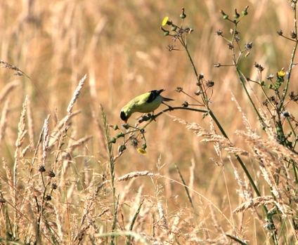 goldfinch