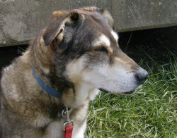 Friday Dog